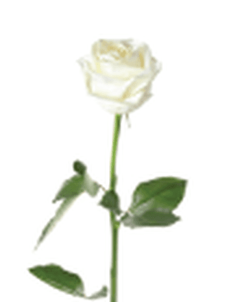 DEVON LLOYD-AUGUSTINE TAYLOR Obituary