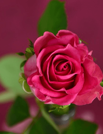 WANDA LOIS JOHNSON Obituary